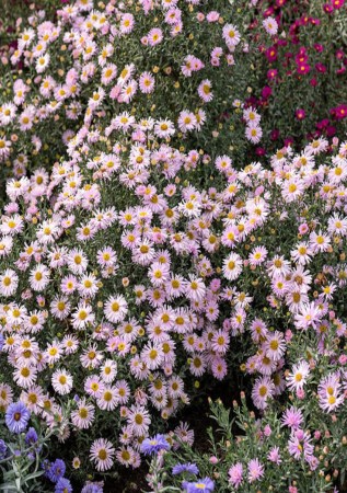 АСТРА новобельгійська  Fellowship